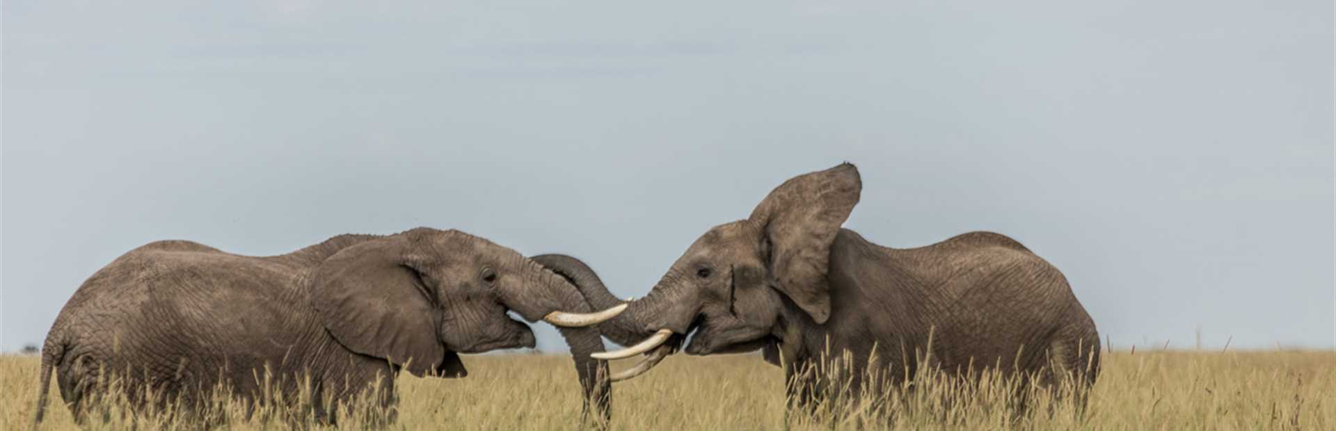 Masai Mara